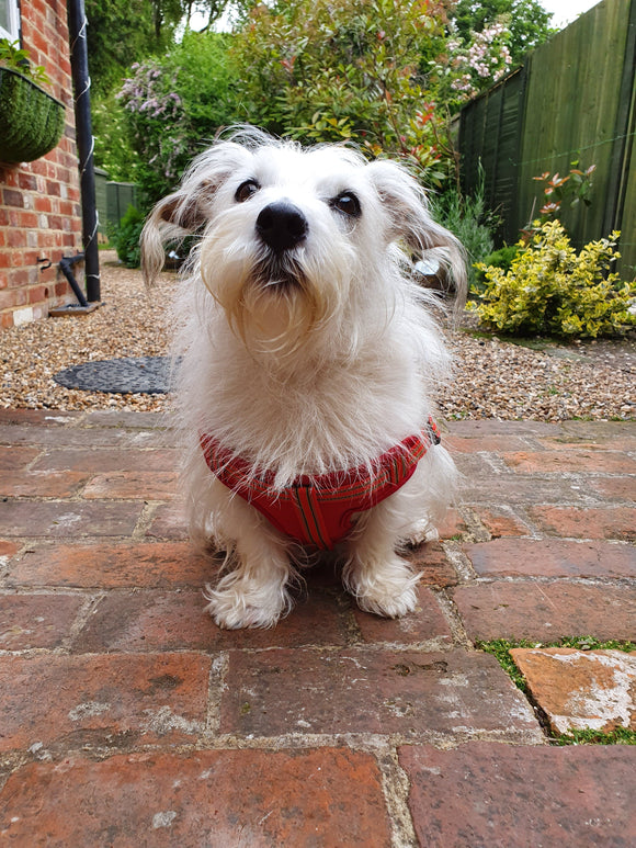 Dog Comfort Step In Harness