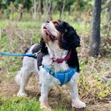 Dog Comfort Step In Harness