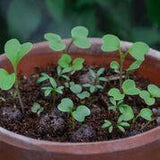 SEEDBALLS - Sky Meadow Mix