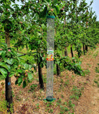 Supersize Nut Feeder & Wild Bird Nuts 2kg Bundle