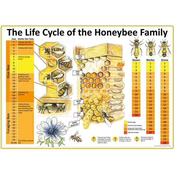 The Life Cycle of the Honeybee Family Poster